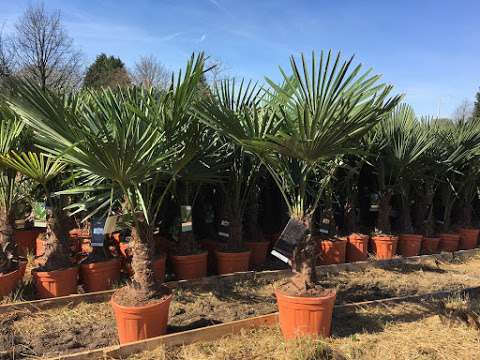 The Palm Tree Company photo